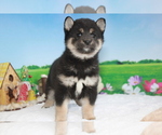 Small Photo #7 Shiba Inu Puppy For Sale in SAN DIEGO, CA, USA