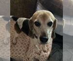 Small #11 Beagle