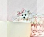 Small Photo #14 Maltipoo Puppy For Sale in PEMBROKE PINES, FL, USA