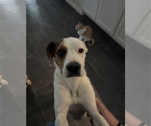 Medium Photo #6 Bogle Puppy For Sale in Holly Springs, NC, USA