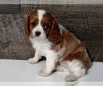 Small #9 Cavalier King Charles Spaniel