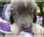 Small #3 Newfoundland