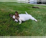 Small #2 Papillon