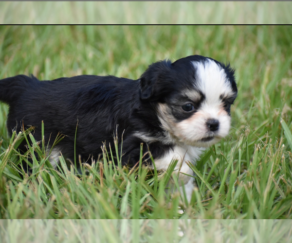 Medium Photo #3 Auss-Tzu Puppy For Sale in PALM COAST, FL, USA