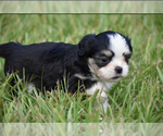 Small #2 Auss-Tzu