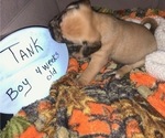 Small Photo #5 Puggle Puppy For Sale in CANADIAN LAKES, MI, USA