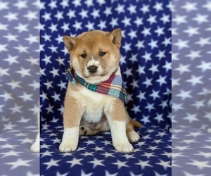 Shiba Inu Puppy for sale in ATGLEN, PA, USA
