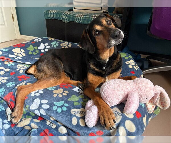 Medium Photo #3 Black and Tan Coonhound-Doberman Pinscher Mix Puppy For Sale in Ocala, FL, USA