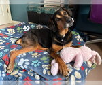Small #2 Black and Tan Coonhound-Doberman Pinscher Mix