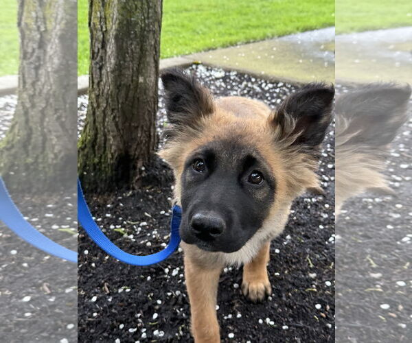 Medium Photo #36 German Shepherd Dog Puppy For Sale in Seattle, WA, USA
