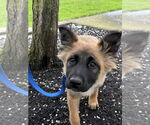 Small #35 German Shepherd Dog