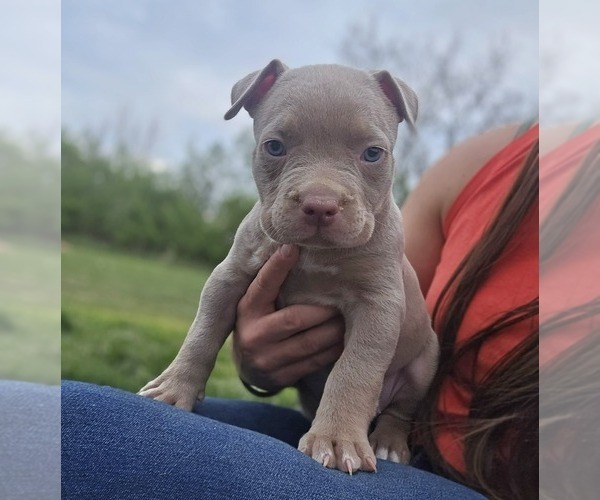 Medium Photo #3 American Bully Puppy For Sale in WEST MILTON, OH, USA