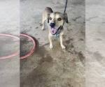 Small #1 Mutt