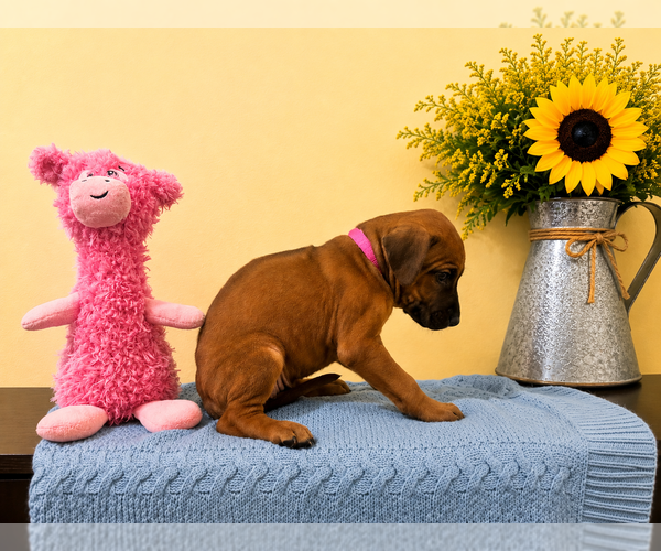 Medium Photo #10 Rhodesian Ridgeback Puppy For Sale in MADISON, GA, USA