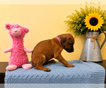 Small #9 Rhodesian Ridgeback