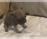 Small Photo #26 French Bulldog Puppy For Sale in NAPLES, FL, USA