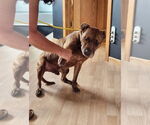 Small #1 American Pit Bull Terrier-Labrador Retriever Mix