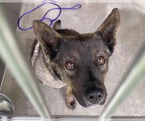 German Shepherd Dog-Unknown Mix Dogs for adoption in Orange, CA, USA