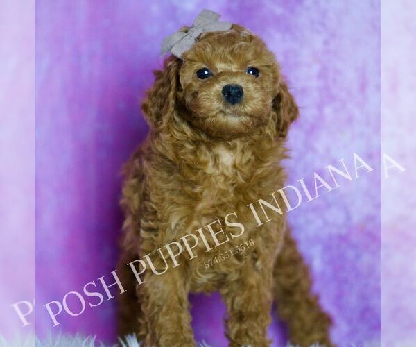Medium Photo #13 Poodle (Toy) Puppy For Sale in WARSAW, IN, USA