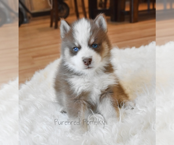 Medium Photo #5 Pomsky Puppy For Sale in KANSAS CITY, MO, USA
