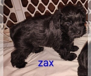 Medium Schnauzer (Miniature)