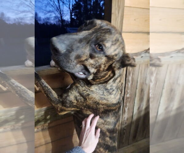 Medium Photo #9 Mutt Puppy For Sale in Shreveport, LA, USA