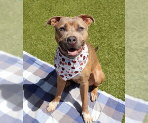 Mutt Dogs for adoption in Rockaway, NJ, USA