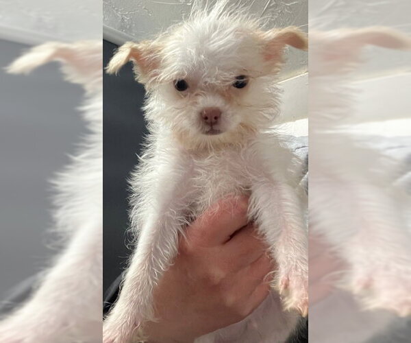 Medium Photo #1 Shih Tzu-Unknown Mix Puppy For Sale in Sterling, MA, USA