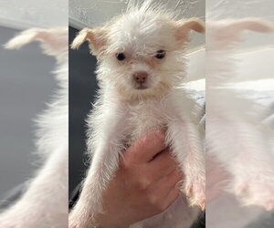 Shih Tzu-Unknown Mix Dogs for adoption in Sterling, MA, USA