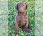 Small Photo #6 Chesapeake Bay Retriever Puppy For Sale in BOAZ, AL, USA