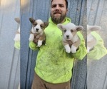 Small Photo #3 Pembroke Welsh Corgi Puppy For Sale in MILTON, WI, USA