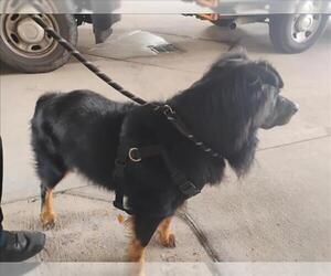 Australian Shepherd-Unknown Mix Dogs for adoption in Texas City, TX, USA