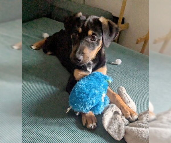 Medium Photo #2 Mutt Puppy For Sale in Genesee, WI, USA