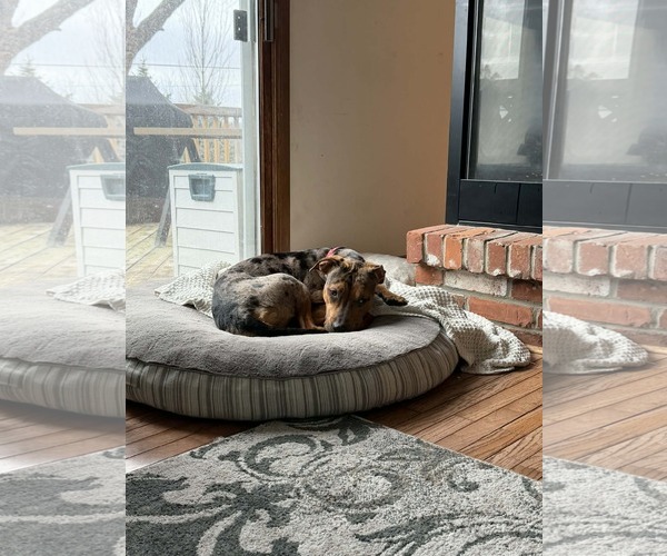 Medium Photo #6 Catahoula Bulldog Puppy For Sale in Oro Medonte, Ontario, Canada