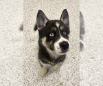 Puppy Panda German Shepherd Dog-Siberian Husky Mix
