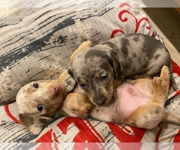 Medium Photo #4 Dachshund Puppy For Sale in DELTA, CO, USA