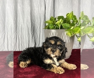 Cavanese Puppy for sale in GREENWOOD, IN, USA