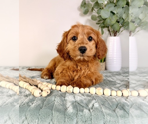 Medium Photo #5 Cock-A-Poo Puppy For Sale in GREENFIELD, IN, USA