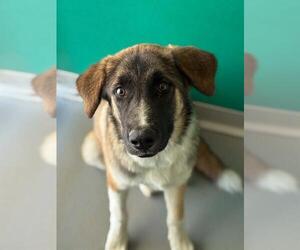 Great Pyrenees-Unknown Mix Dogs for adoption in Visalia, CA, USA