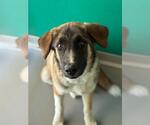 Small Great Pyrenees Mix
