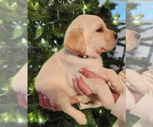 Labrador Retriever Puppy for sale in PENSACOLA, FL, USA
