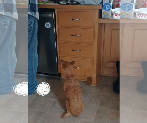 Medium Photo #8 Chihuahua-Unknown Mix Puppy For Sale in Minneapolis, MN, USA