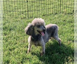 Mother of the Poodle (Miniature) puppies born on 10/16/2025