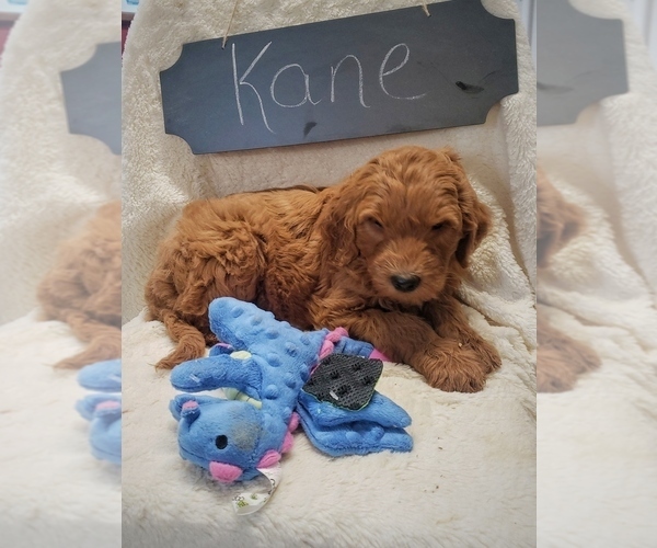 Medium Photo #2 Goldendoodle Puppy For Sale in NORTH VERNON, IN, USA