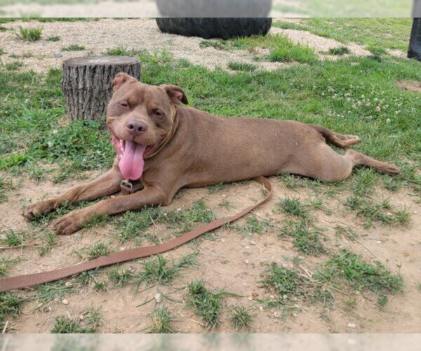 Medium Photo #2 American Pit Bull Terrier Puppy For Sale in Derwood, MD, USA