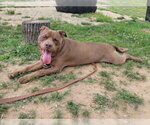 Small #1 American Pit Bull Terrier
