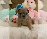 Small Photo #7 French Bulldog Puppy For Sale in CONVERSE, TX, USA