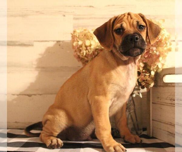 Medium Photo #1 Puggle Puppy For Sale in PINE GROVE, PA, USA