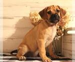 Small Photo #1 Puggle Puppy For Sale in PINE GROVE, PA, USA