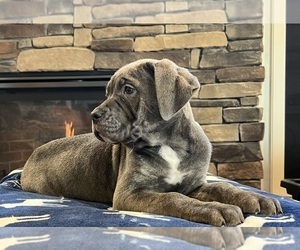 Cane Corso Dog for Adoption in NOBLESVILLE, Indiana USA